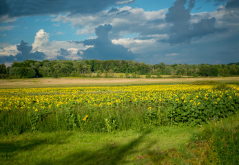 Field of blooming sunflowers under clouds