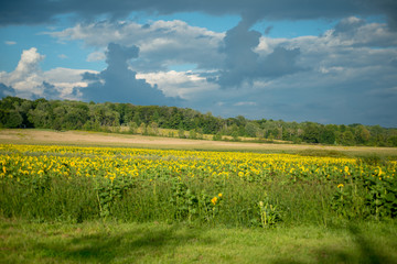 Field of sunflowers in bloom under storm clouds