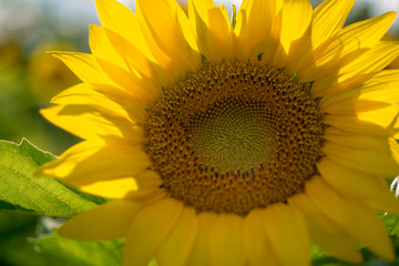 Isolated sunflower sunshine behind flower