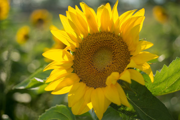 Isolated sunflower sun shining behind flower