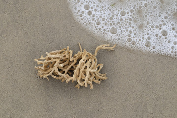 Dead coral on the beach