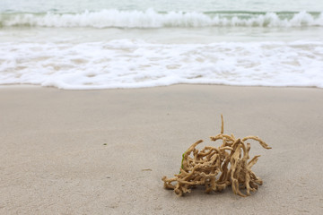 Dead coral on the beach