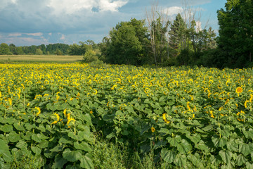 Fototapeta na wymiar Field of blooming sunflowers under the early morning sun