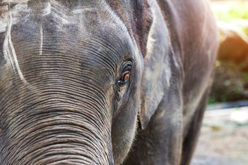 Close-up elephant