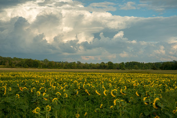 Field of blooming sunflowers, Rain clouds in the distance