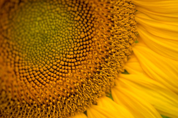 Isolated sunflower in full bloom, close-up