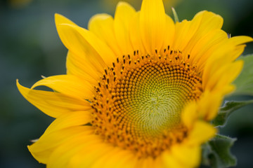 Naklejka premium Isolated sunflower in full bloom, close-up