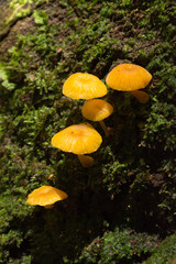 mushroom and moss
