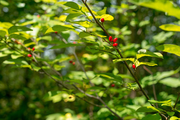 Red berry tree with leaves in background