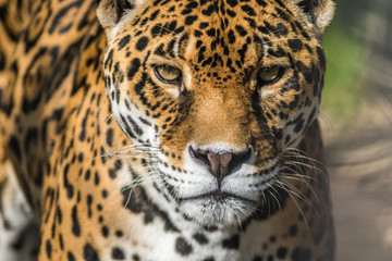 Naklejka na ściany i meble Leopard, Panthera Pardus, closeup, has beautiful spotted fur