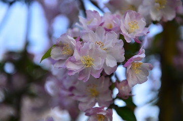 Chinese flowering crab-apple in spring