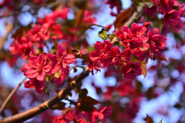 Chinese flowering crab-apple in spring