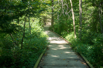 Boardwalk over wet area on the path