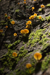 mushroom and moss