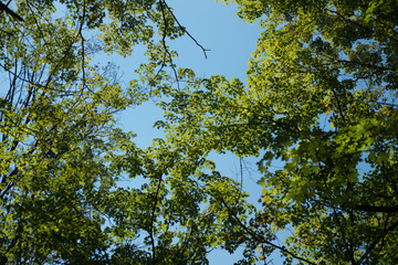 Tree silhouettes against intense blue sky