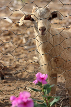 Baby lamb watching