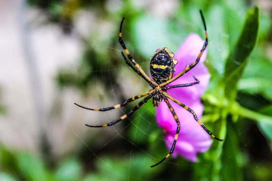 Yellow garden spider - argiope aurantia
