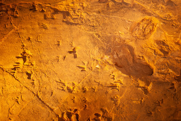 Dinosaur Tracks In Stone