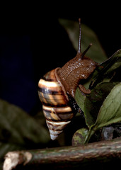 Liguus Tree Snail (Liguus Fasciatus Versicolor)
