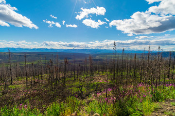 Fire Burned Forest Along The Dempster Highway, Canada