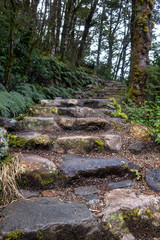 Stone steps lead upwards into the forest 