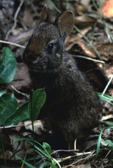 Marsh Rabbit (Sylvilagus Palustris)
