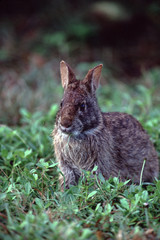 Marsh Rabbit (Sylvilagus Palustris)
