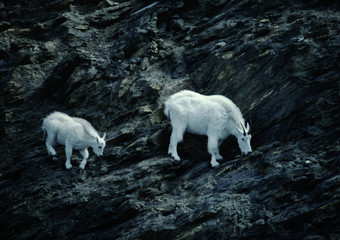 Mountain Goat (Oreamnos Americanus)