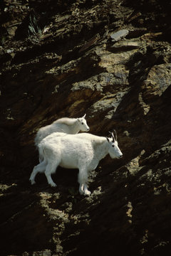Mountain Goat (Oreamnos Americanus)
