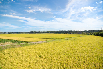 田園風景