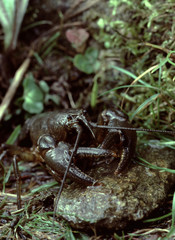 North American Crayfish (Astacus Bartonii)