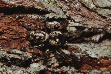 Jumping Spider (Phidippus Workmani)
