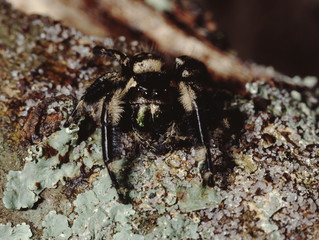 Jumping Spider (Phidippus Workmani)