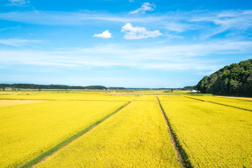 Obraz premium 田園風景