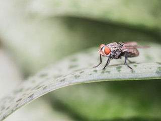 Portrait macro of fly on a green leaf with green nature background.