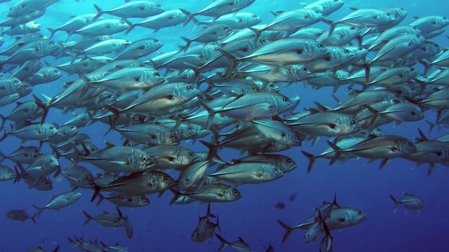 A huge school of Jackss (Caranx latus, horse eye jack) in open ocean, Indonesia, slow motion, shot on RED