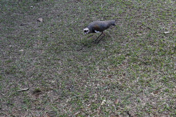 Bird