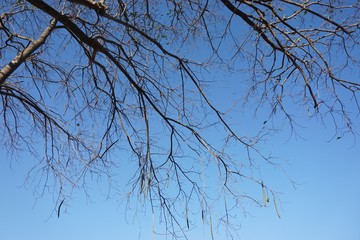dry tree with blue sky