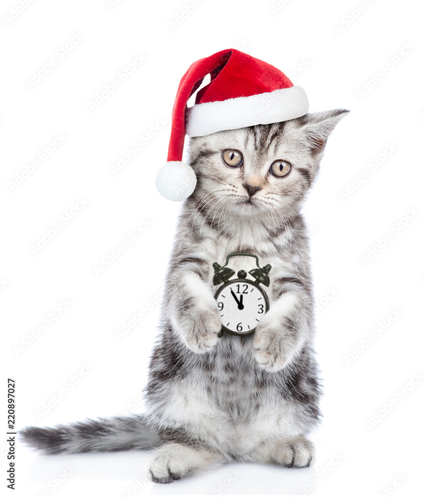 Poster cat in red christmas hat with alarm clock. isolated on white background