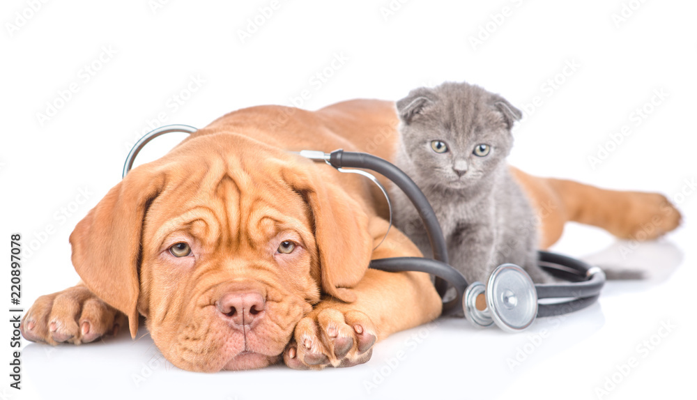 Aufkleber tiny kitten and puppy with stethoscope on his neck. isolated on white background