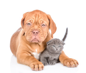 Bordeaux puppy dog embracing scottish kitten. isolated on white background