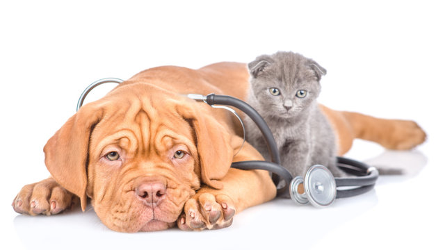 Tiny kitten and puppy with stethoscope on his neck. isolated on white background