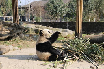 パンダ