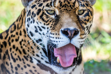 Naklejka na ściany i meble Leopard, Panthera Pardus, closeup, has beautiful spotted fur