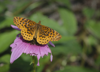 Small meadow butterfly