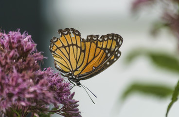 Viceroy butterfly on Joe Pye Weed