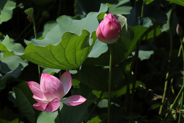 Closeup of pink lotus in the lake of public garden with sunlight