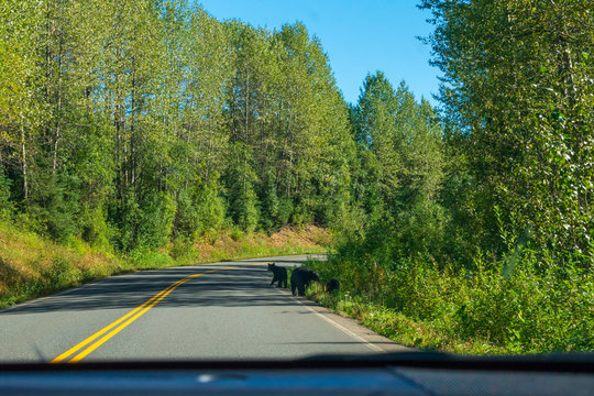 A Bear Crosses The Road In Front Of A Car Along The Cassier Highway