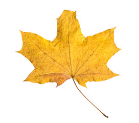 Orange maple leaf isolated on white. Autumn dry leaf