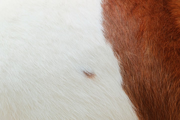 White and brown wool and skin of cow Texture background